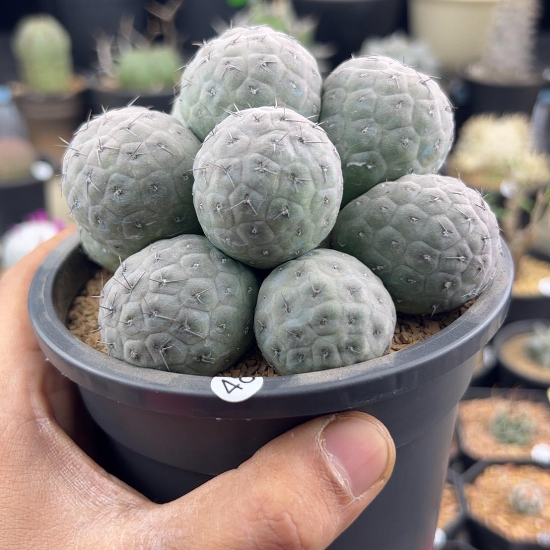 习志野多头一物一拍48