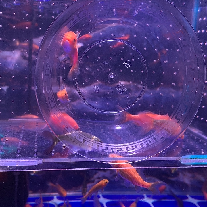 太***0蝴蝶鲤鱼普身蝴蝶鲤