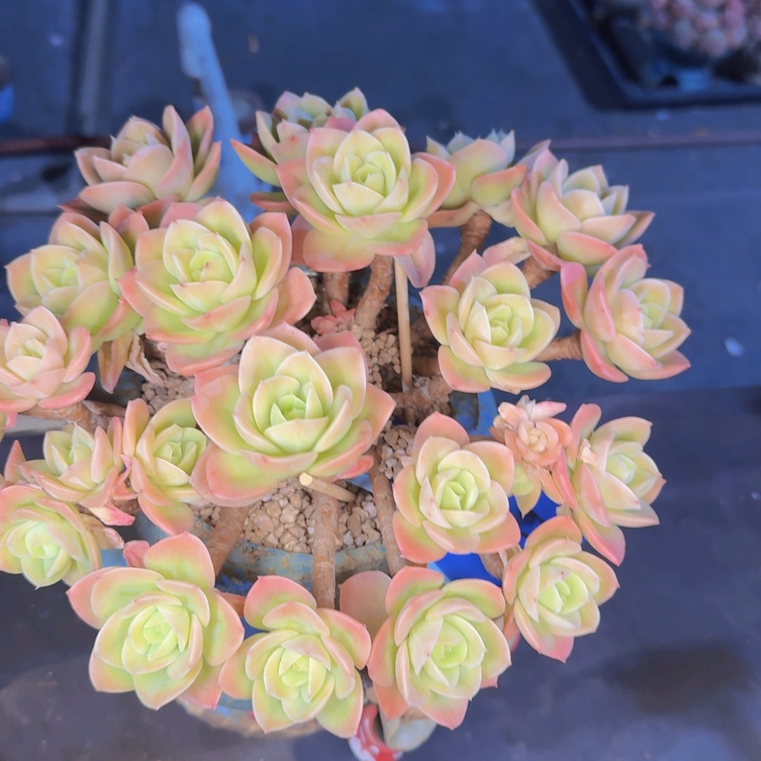 瑾***怡多肉植物的生长发育和
