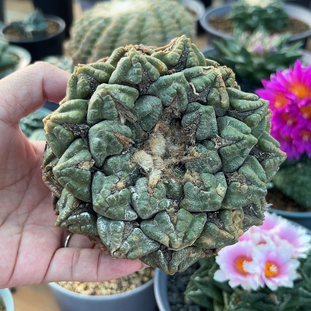 尚野园艺龟甲牡丹