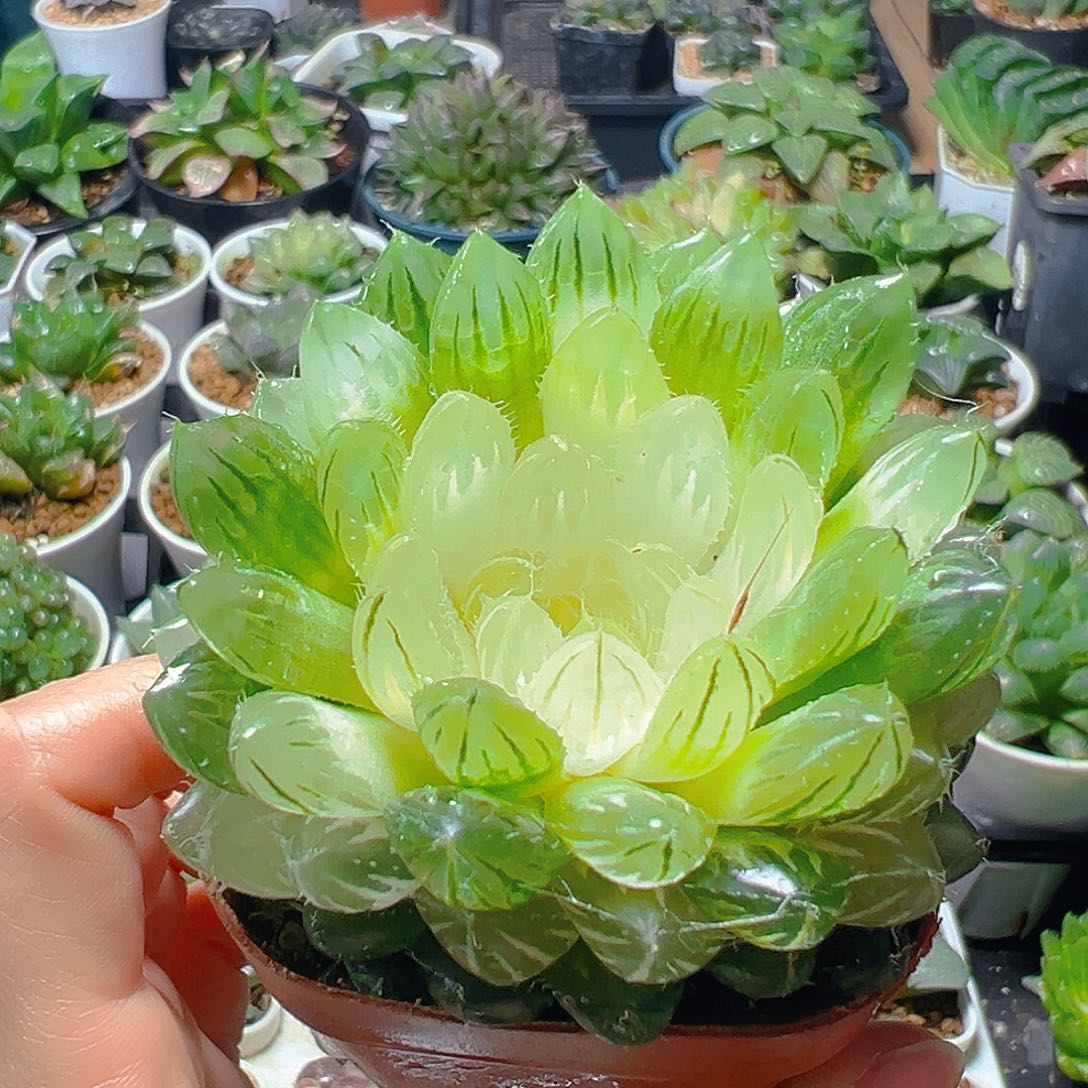 宝莲灯玉露多肉植物一颗