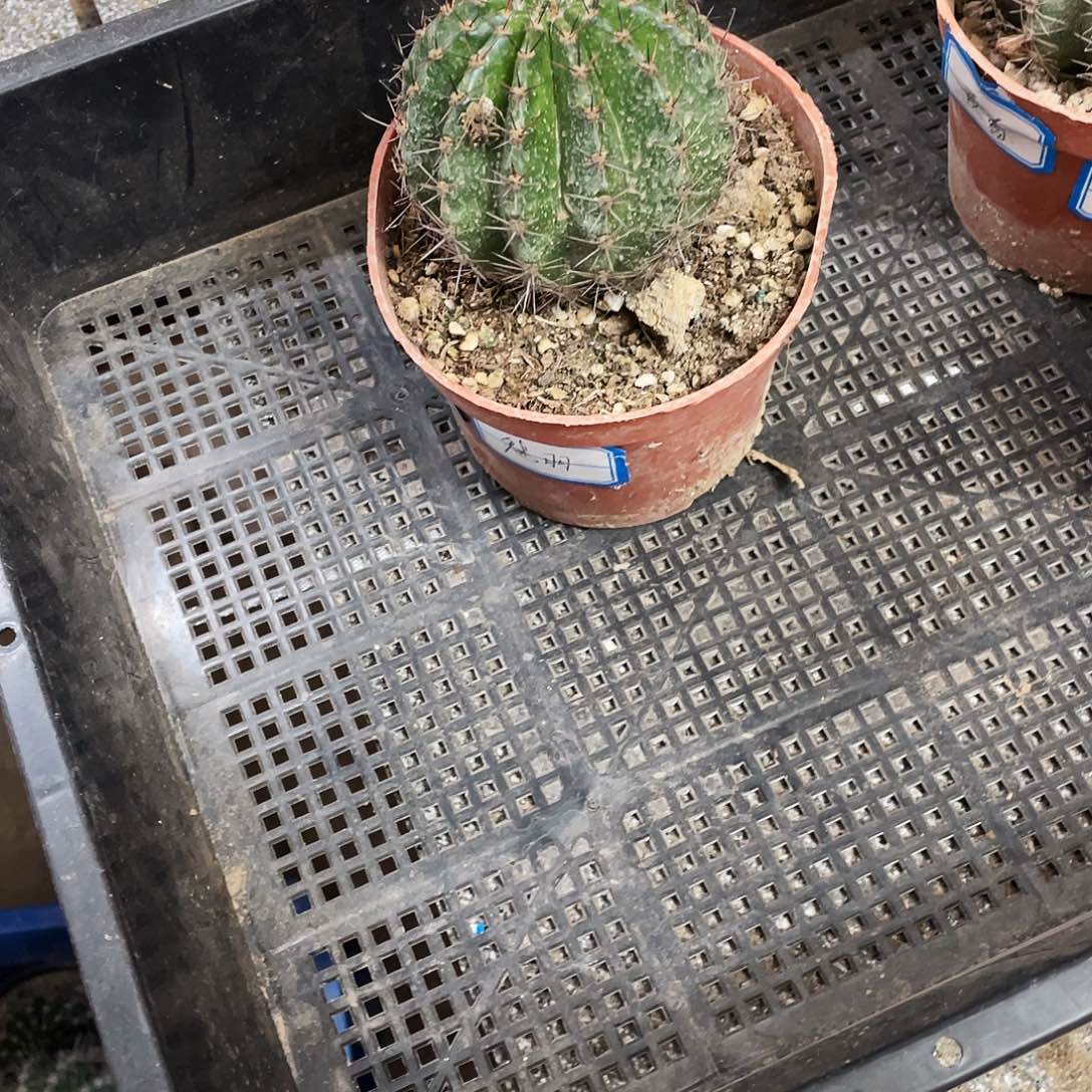 心****真魅羽自根球一颗