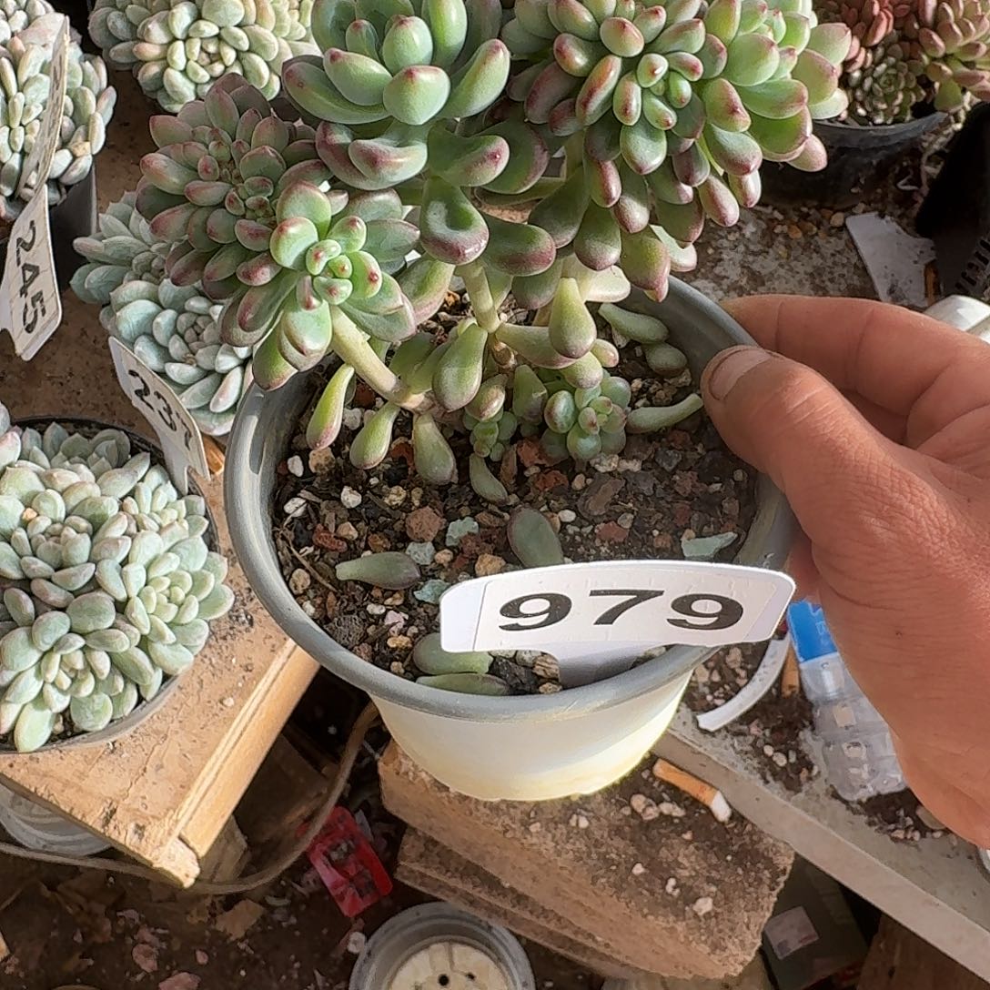 鎂***辰979拉萨杂交一个一物一拍