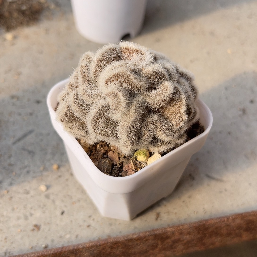 白莎女王缀化仙人球