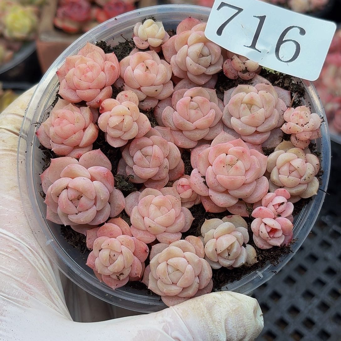 多肉植物多肉植物716