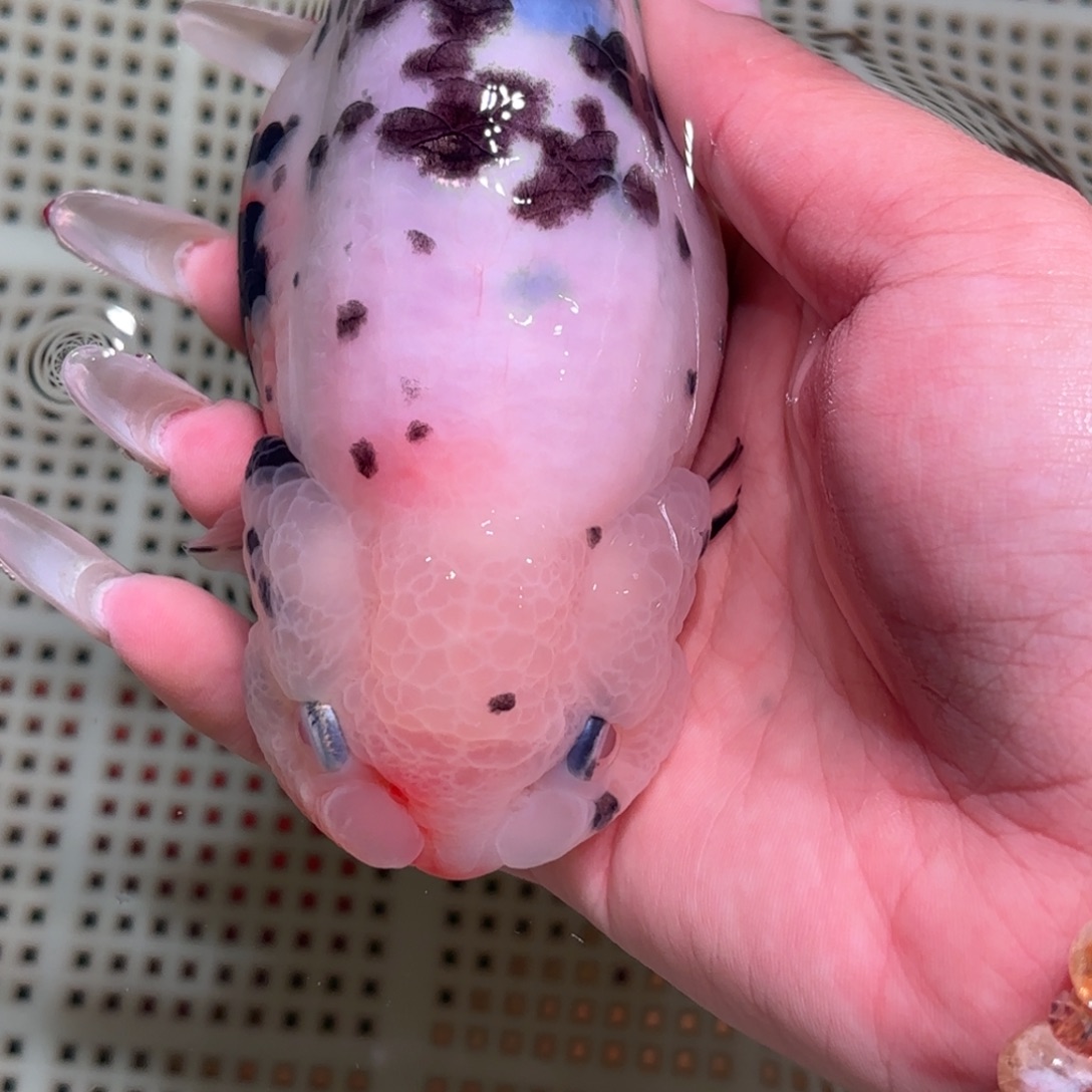 。***金鱼拍包装包邮不拍包装运费到付