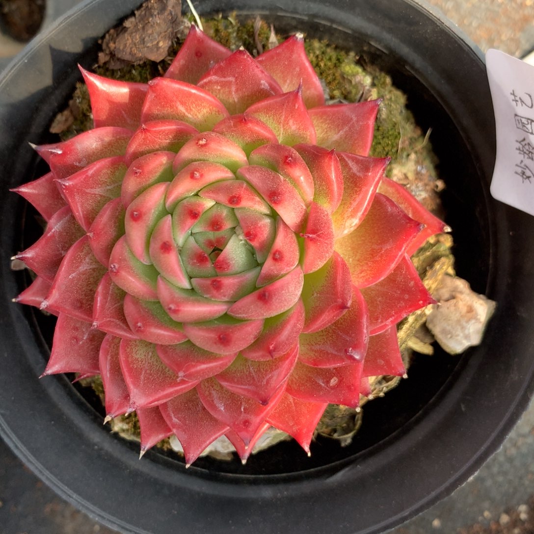 318杂交精品基地7厘米