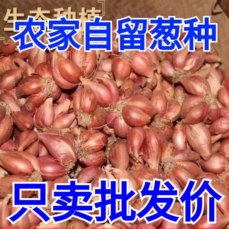 【发芽快】广东四季小香葱正宗红葱头小葱盆栽黄葱火正宗四季香葱