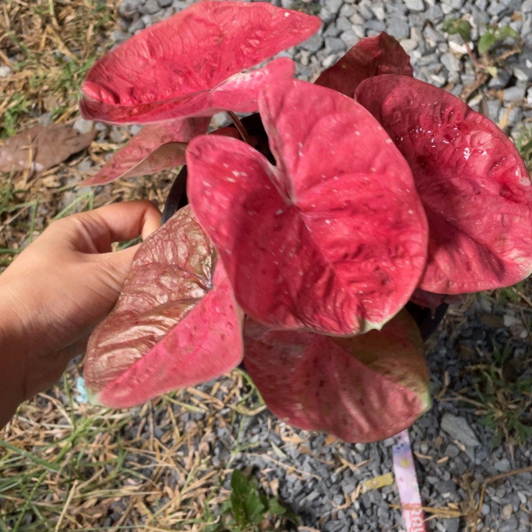 无花朵D312新品种子