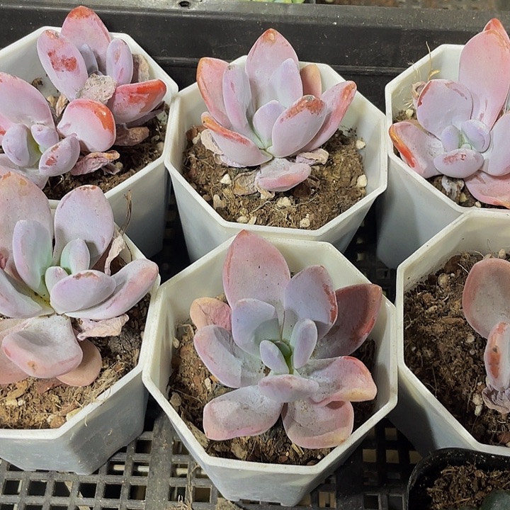 单头大粉兔带盆土发货