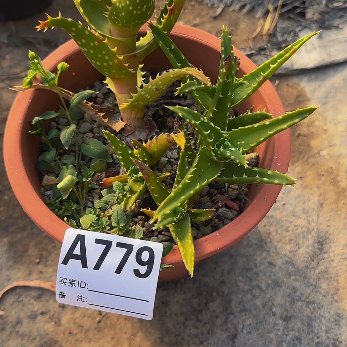 【闪购商品】笑**年块根植物