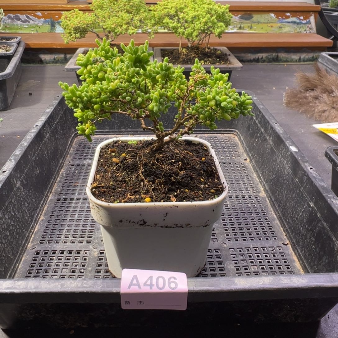 枝干番杏多肉植物406