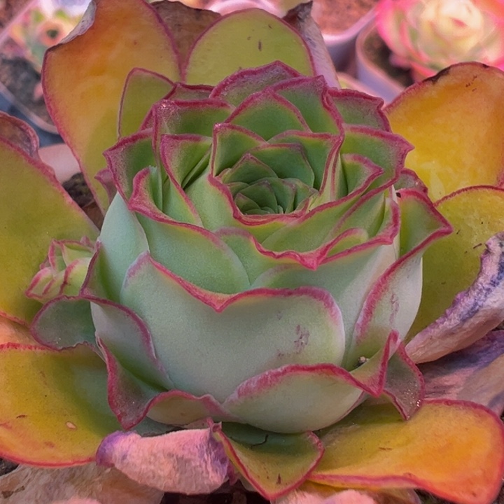 绝色 带个崽 t613 多肉