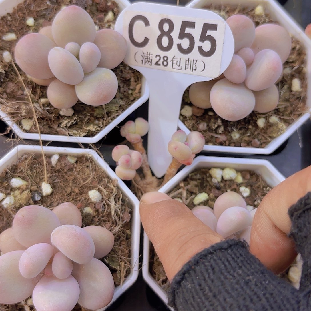 C855萤火虫奶酪一物语拍