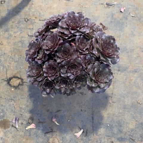 魅金玫瑰15多肉植物法师