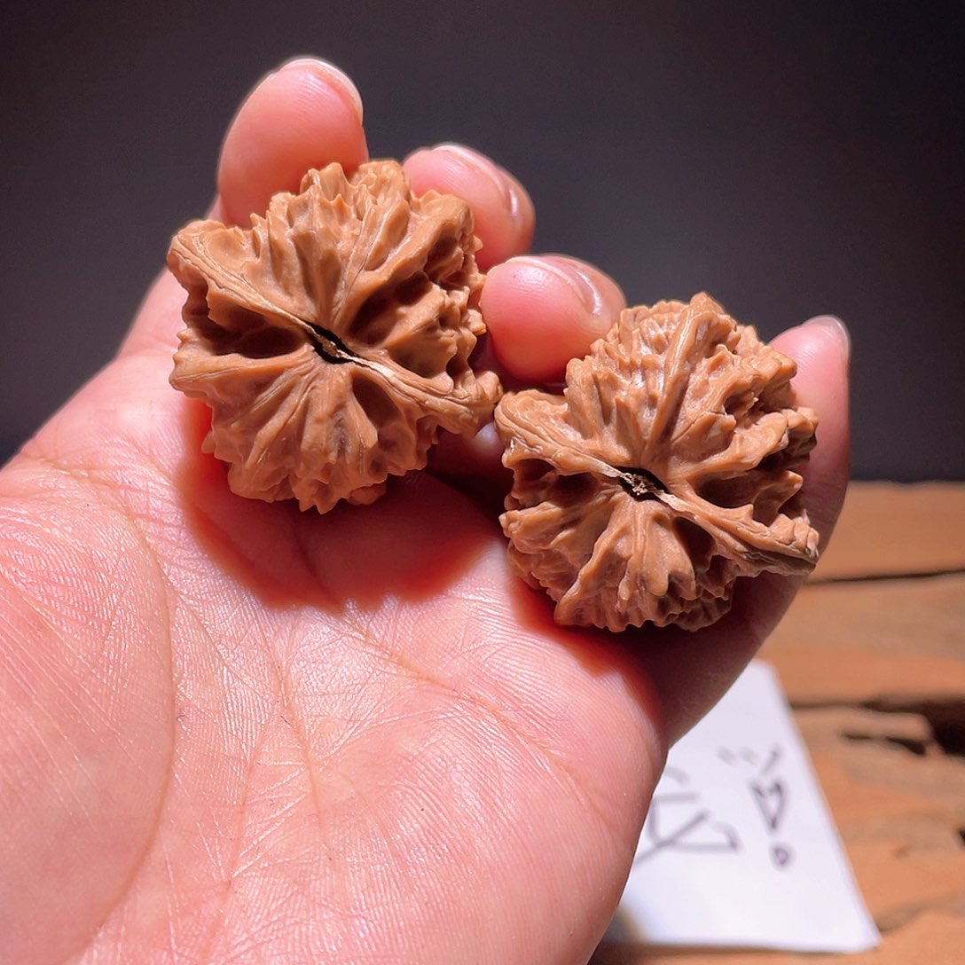 N****.S064 36尺 大龙