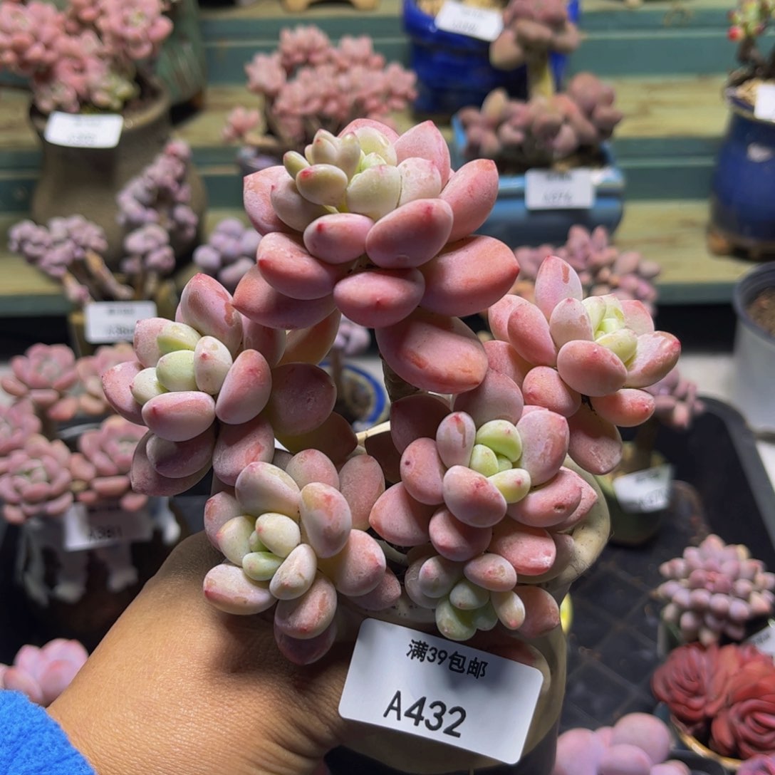 樱花洛神432/10cm多肉