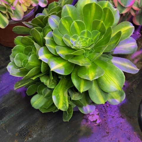 夜光杯多肉植物4781