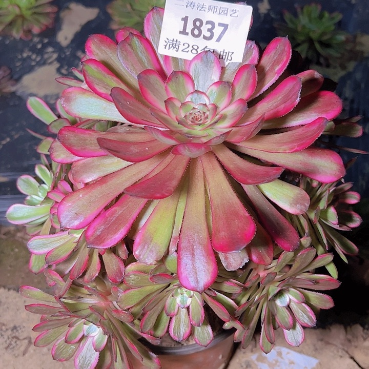 1837红金刚多肉植物老桩