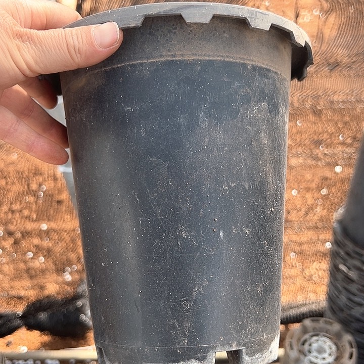 塑料口径17.5高度19黑花边一组5个