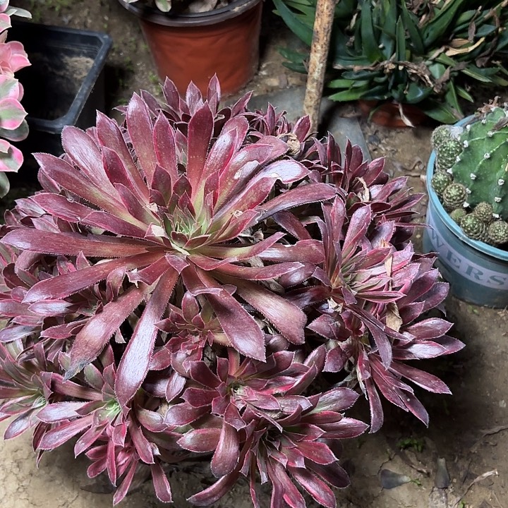 多肉植物孔雀锦46