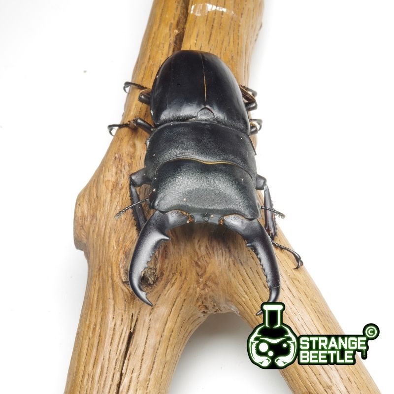 越南扁锹甲异虫实验室中华扁锹越南亚种甲虫成虫