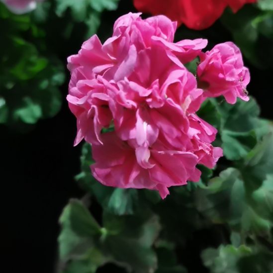 当前无花栽培后可以开花仙客来