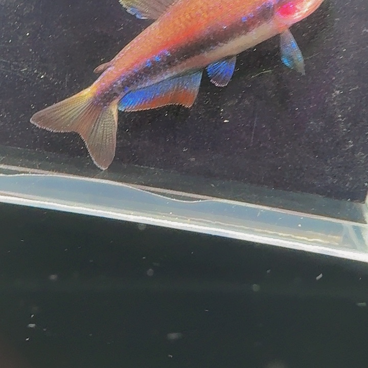 张***寒灯科鱼左下6号超级dy ➕超红共2条