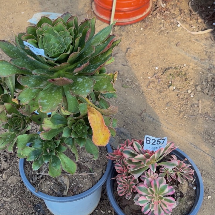 257和261两颗多肉法师不包断枝