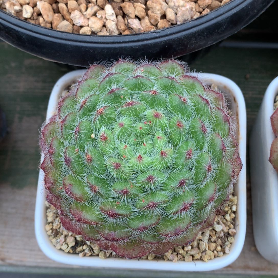 我们家的小姐姐们