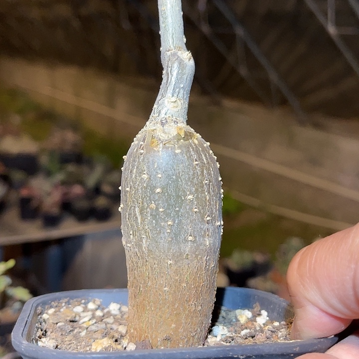 满38包邮2天凑单，脱土晾根发货多肉植物枫叶苦瓜