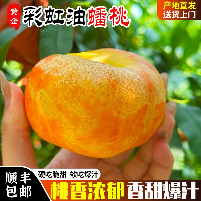 黄金油蟠桃扁桃新鲜水果当季热卖顺丰包邮现摘现发黄桃子蒙阴
