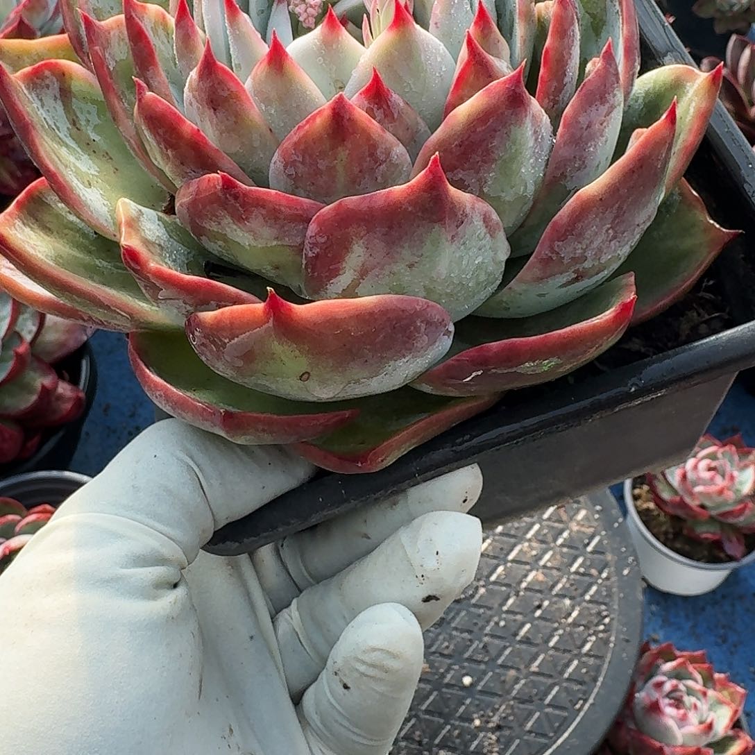 惊鸿惊鸿惊鸿 407..........