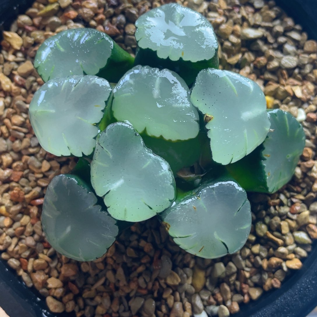 21.十二卷多肉巨大化天使万象。