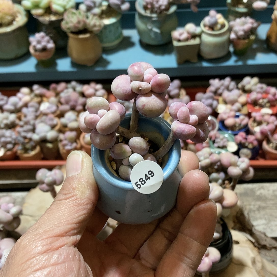 5849腰子桃蛋22带盆