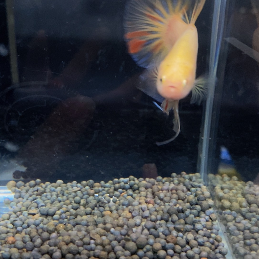 热带鱼公296巨斗