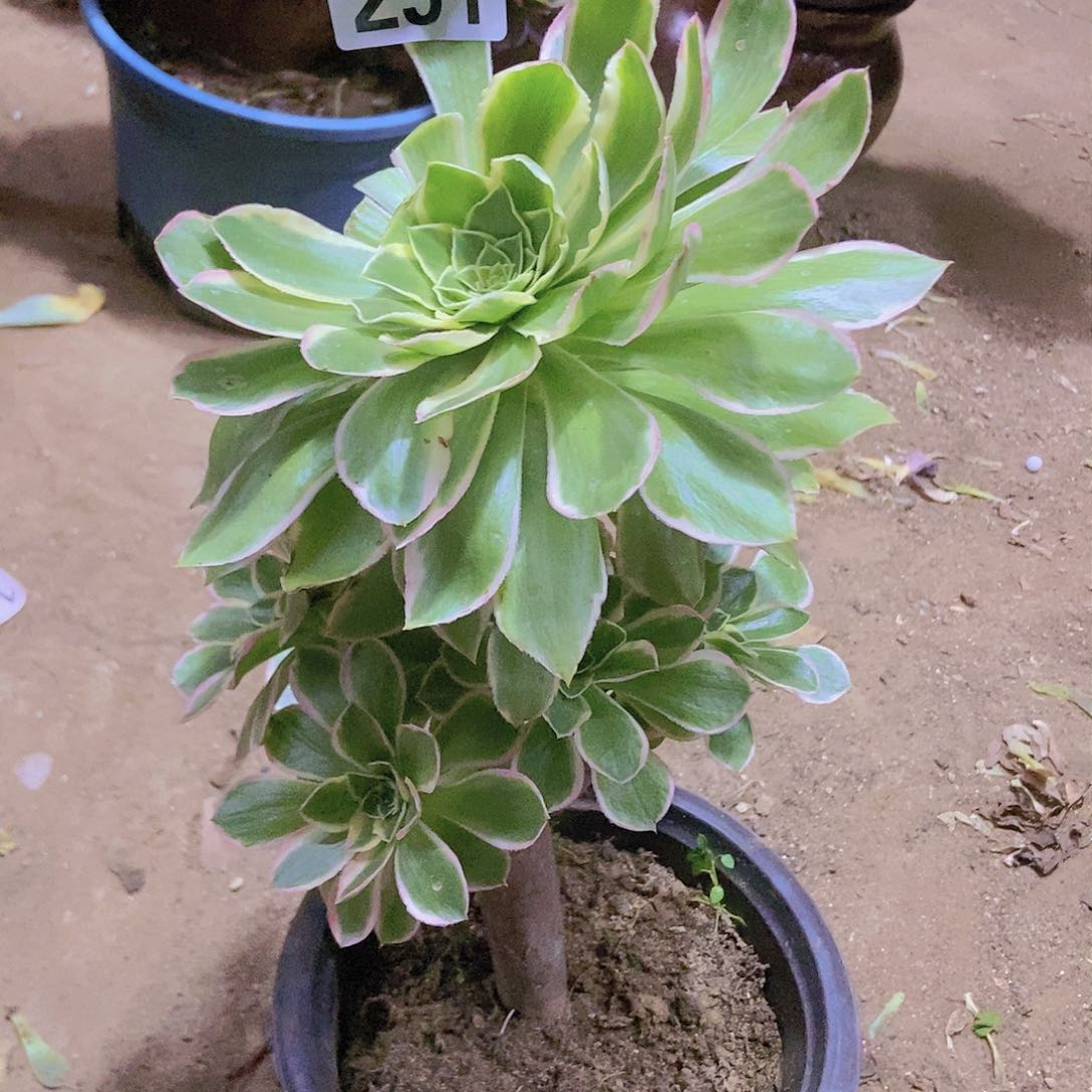 291大叶绿玫瑰锦有断叶