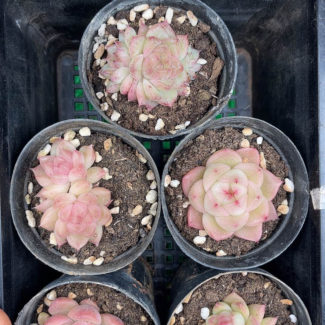 多肉植物一物一拍2-41