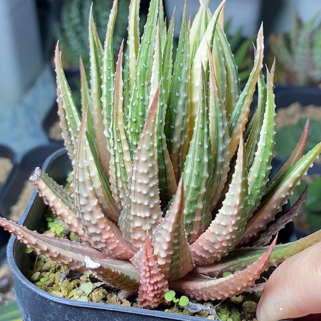 超***滕不带盆脱土裸根发货（有伤）