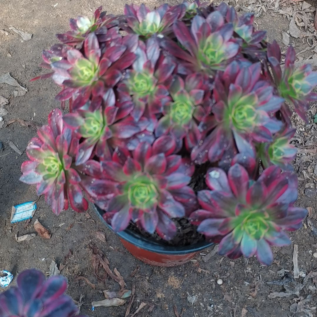 安娜锦法师多肉法师35