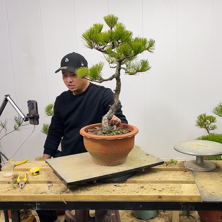 鸿*黄山松盆景造型艺术