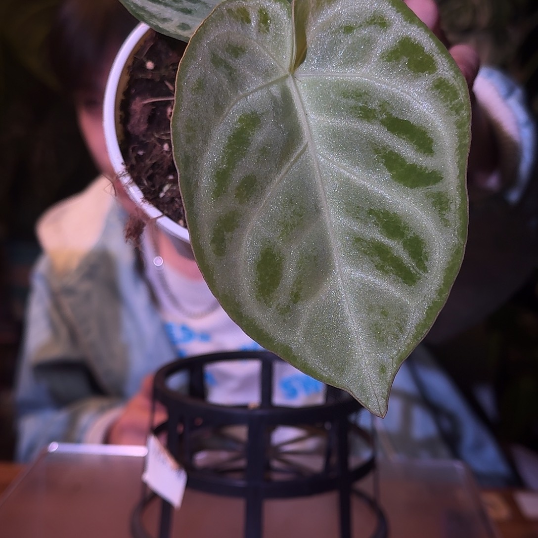 不开花植物M177白月光