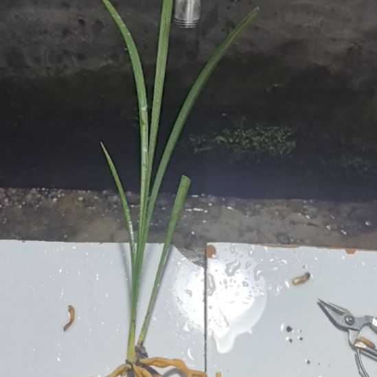 完全开放满堂红引种