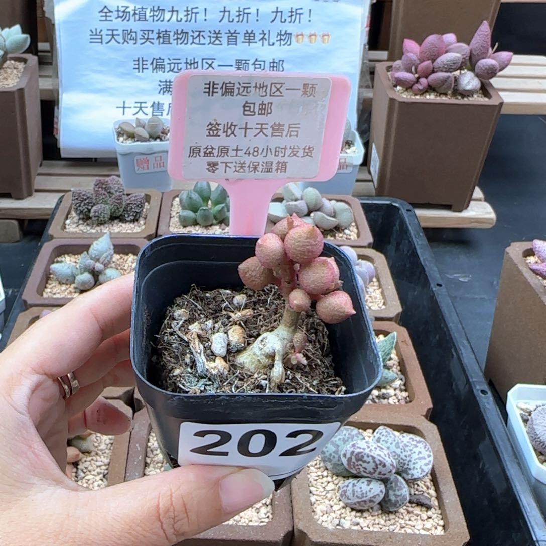 ?****果202小辣椒多肉植物