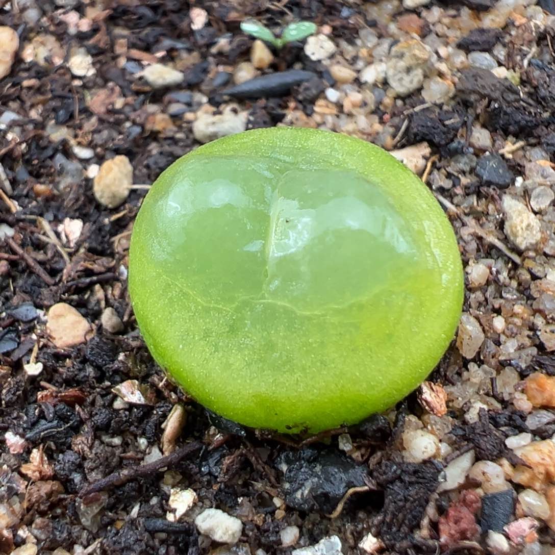 1.22好看的多肉256