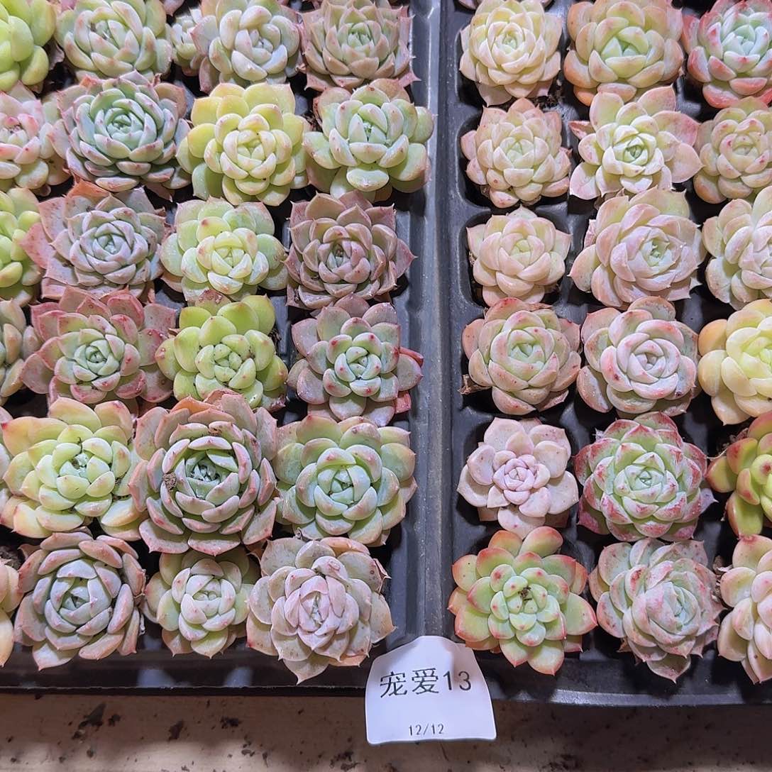 肉***萌直播福利一物一拍13