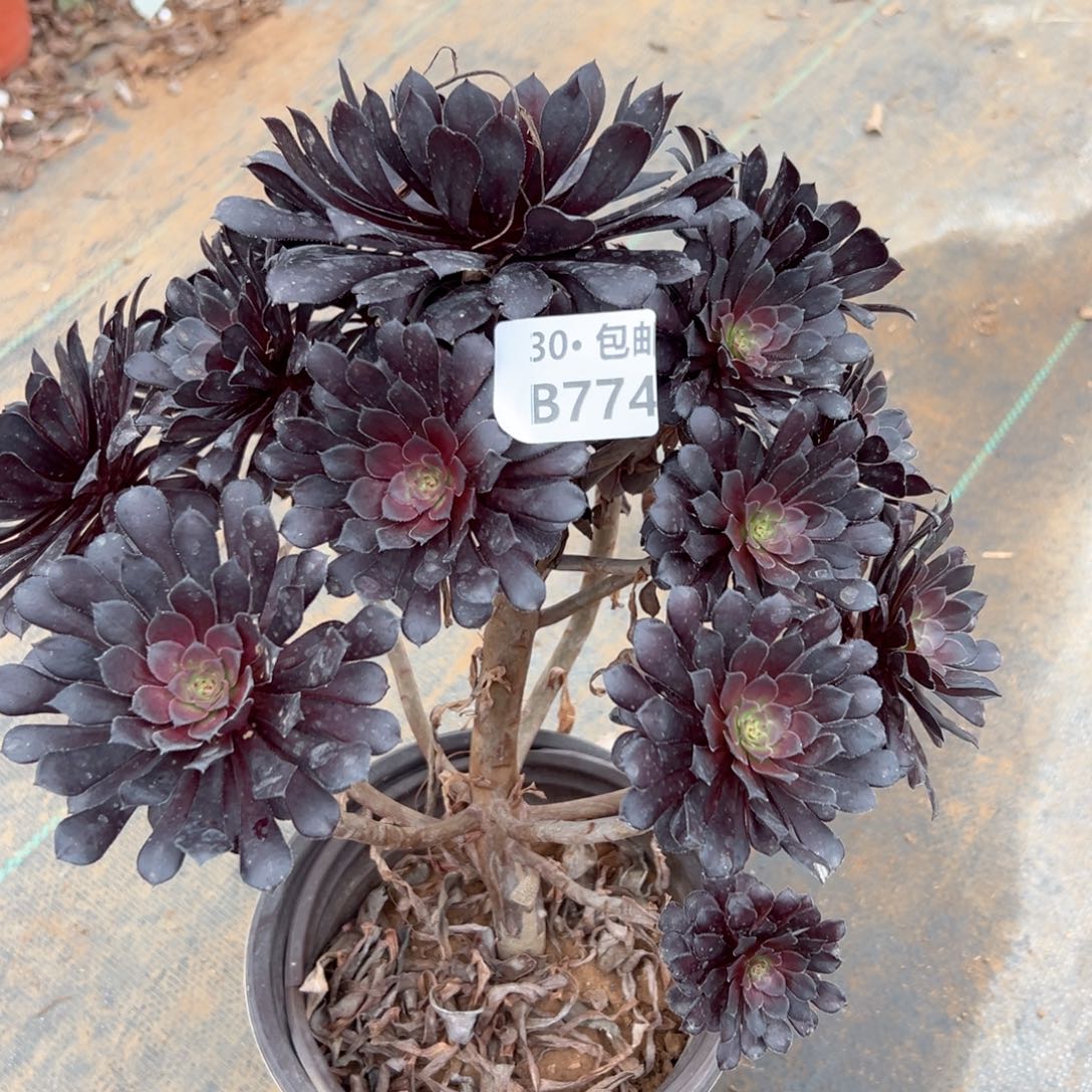 774黑铜多肉法师