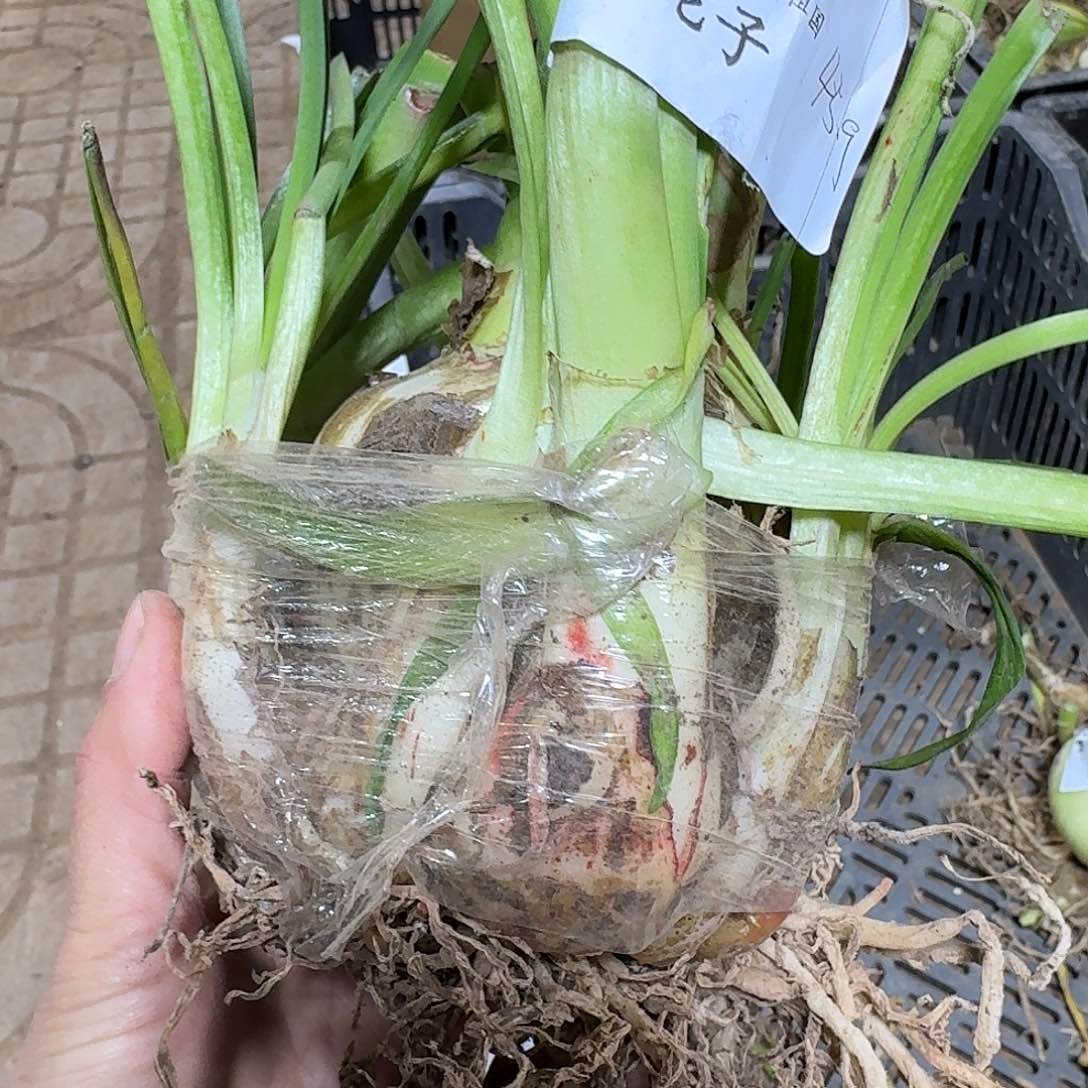 镶边石竹8+坨坨开花球发发