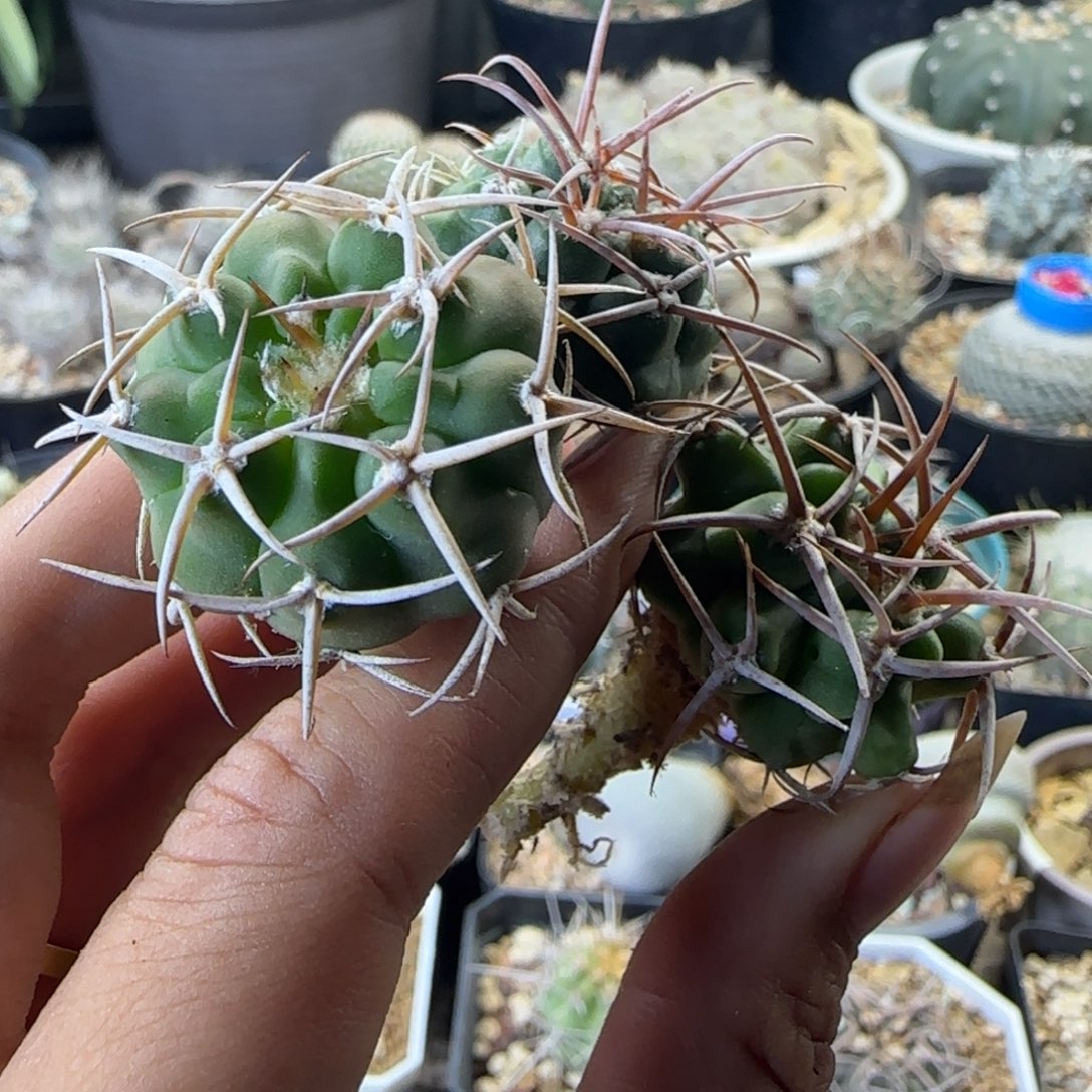 014实生碧岩玉多肉3颗