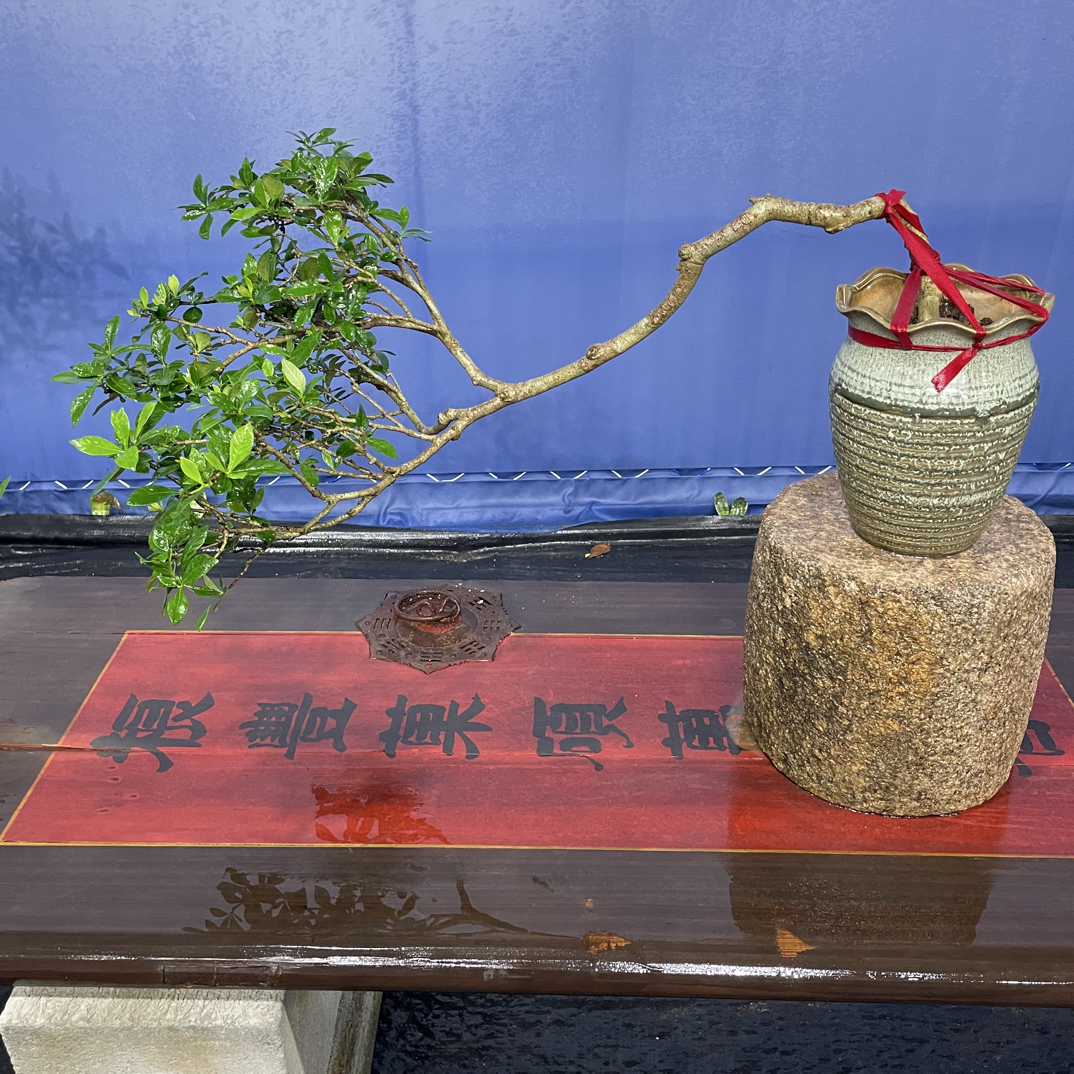 海岛春花栀子花熟桩